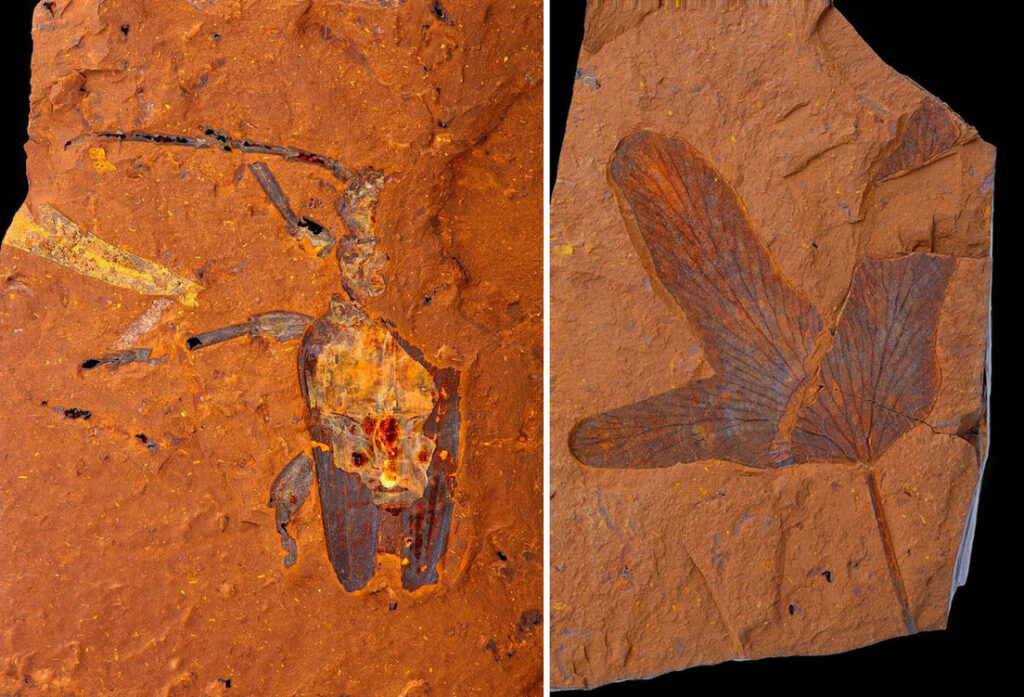 Encuentran en el corazón ‘muerto’ de Australia fósiles de arañas, cigarras gigantes y peces de millones de años y calidad excepcional