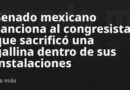 Senado mexicano sanciona al congresista que sacrificó una gallina dentro de sus instalaciones